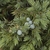 Leaves and blue female cones