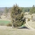 Upright, somewhat conical conifer in a landscape