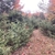 Path flanked by shrubby junipers