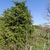 Upright, somewhat conical conifer in a landscape