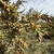 Branch with needles and small male cones.