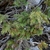 Juniperus comunis var. depressa