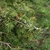 Branch with needles and green (immature) female cones.