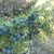 Branch with needles and blue, mature female cones.