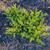 Juniperus conferta 'All-Gold'