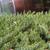 Juniperus conferta 'Blue Pacific'
