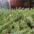Juniperus conferta 'Blue Pacific'
