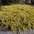Juniperus conferta