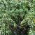 Juniperus conferta 'Pacific Blue'