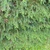 Juniperus conferta 'Blue Pacific'