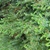 Juniperus conferta 'Blue Pacific'