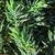 Juniperus conferta 'Pacific Blue'