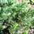 Juniperus conferta 'blue pacific'