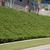 Juniperus conferta Form
