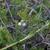Juniperus horizontalis