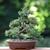 Juniperus horizontalis 'Blue Rug'