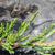 Juniperus horizontalis