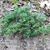 Juniperus horizontalis 'Wiltonii'
