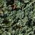 Juniperus horizontalis 'Wiltonii'