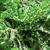Juniperus horizontalis 'Blue Rug'