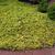 Juniperus horizontalis