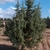 Form of the tree