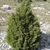 Form of the tree