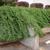 Juniperus procumbens Form