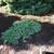 Juniperus procumbens
