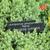 Juniperus procumbens 'Nana'