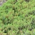 Juniperus procumbens 'Nana'