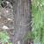 Bark