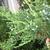 Juniperus scopulorum