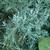 Juniperus scopulorum 'Blue Heaven'