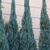 Juniperus scopulorum 'Blue Heaven'