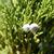 Juniperus scopulorum
