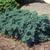 Juniperus squamata 'Blue Star'