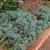 Juniperus squamata 'Blue Star'