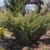 Juniperus squamata 'Holger'