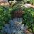 Juniperus squamata 'Blue Star'