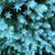 Juniperus squamata 'Blue Star'