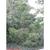 Juniperus virginiana var. silicicola