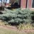 Low spreading gray-green conifer.