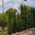 row of upright narrow conifers