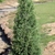 upright narrow conifer
