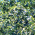Juniperus virginiana var. silicicola