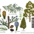 Color illustrations of the technical details of this species.