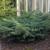 Juniperus virginiana 'Grey Owl'
