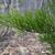 Juniperus virginiana
