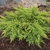 dwarf shrub with yellow-tipped branches.